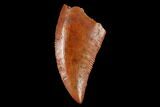 Serrated, Raptor Tooth - Real Dinosaur Tooth #173537-1